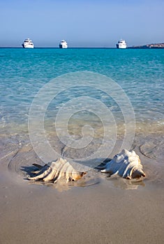 Shells of two large gastropods on the shore in the Red Sea