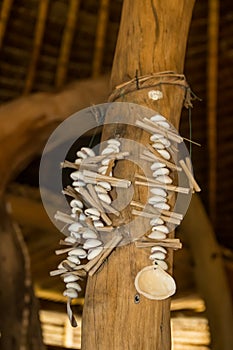 Shells used for black African magic juju in African which craft ceremony, which is also natural healer herbalist