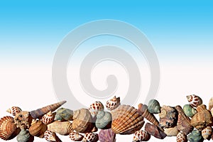 Shells of various types of marine mollusks on a blue to white gradient background photo