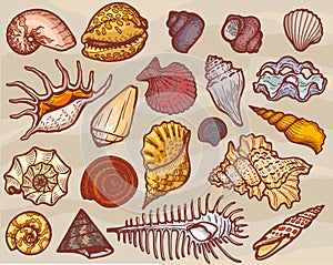 Shells vector marine seashell and ocean cockle-shell underwater or undersea illustration set of shellfish and clam-shell