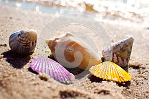 Shells in vivid colors on beach sand