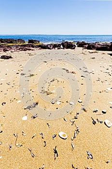 Shells washed up on sand at Red Rocks Beach on sunny day, Phillip Island, Australia