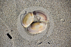 Shells washed up on the sandy shore at Hutt's beach near Bunbury western Australia on a fine sunny winter morning.