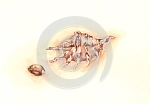 Shells watercolor painting