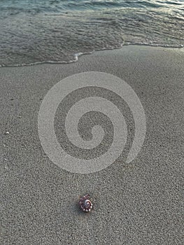 Shells and waves in the beach, very wonderfull