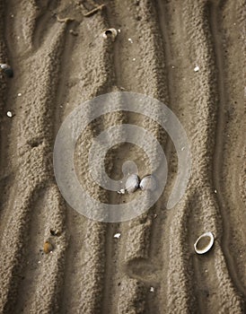 Shells on Wet Beach