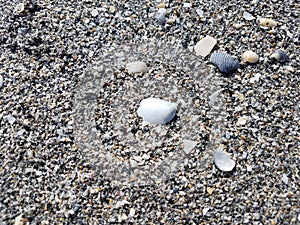 Shells and wet sand and pebbles at beach