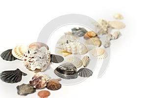 Shells on white