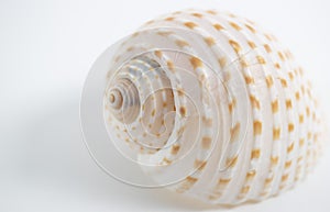 shells with the white Background