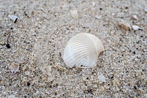 Shells on the white sandy beach in the middle of nature