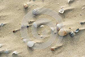 Shells at windy beach