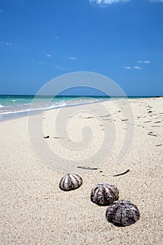 Shells on a wonderful tropical beach