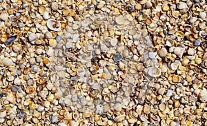 Shellstone component background.