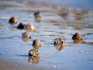 Shels on the beach