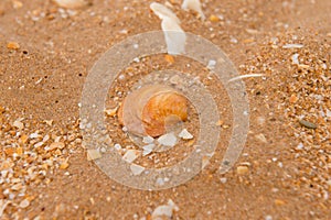 Shels on beach sand background