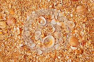 Shels on beach sand background