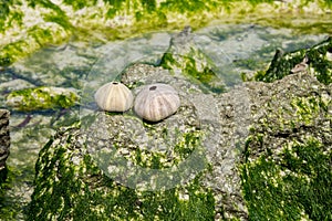 Shelsl in the sea beach on stones