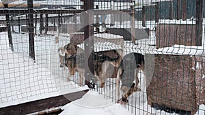 Shelter for abandoned dogs. Alaskan husky nursery in winter.