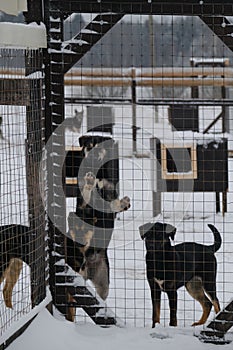 Shelter for abandoned unwanted homeless animals. Alaskan Husky littermates. Three small black mongrel puppies waiting