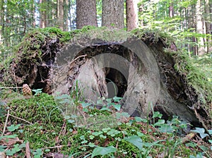 Shelter for animals and creatures of woodland