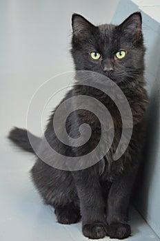 Shelter Cat - Black Longhair Kitty photo