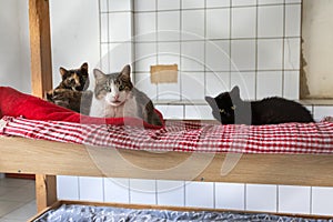 Shelter of cats from different breeds