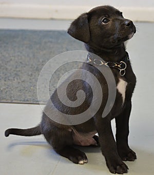 Shelter Dog - Black Lab Mix Puppy photo