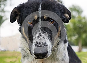 Shelter Dog, portrait photo