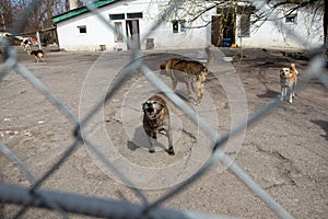 Shelter of dogs from different breeds