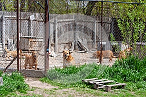 Shelter of dogs from different breeds