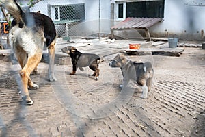 Shelter of dogs from different breeds