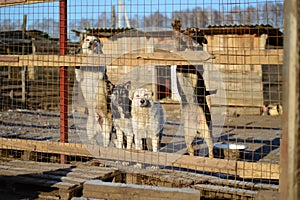 Shelter for homeless dogs in the cells