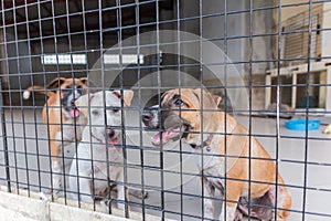 Shelter for homeless dogs, waiting for a new owner