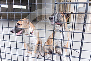 Shelter for homeless dogs, waiting for a new owner