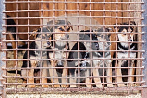 Shelter for homeless dogs, waiting for a new owner