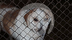 Shelter for homeless dogs in winter cages booths chains