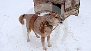 Shelter for homeless dogs in winter cages booths chains