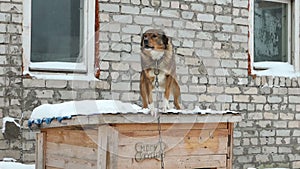 Shelter for homeless dogs in winter cages booths chains