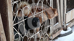 Shelter for homeless dogs in winter cages booths chains