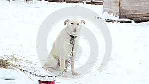 Shelter for homeless dogs in winter cages booths chains