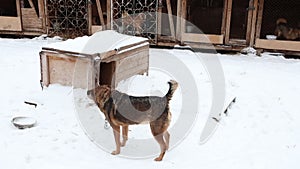 Shelter for homeless dogs in winter cages booths chains