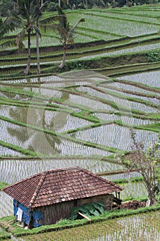 Shelter in Jatiluwih ricefields