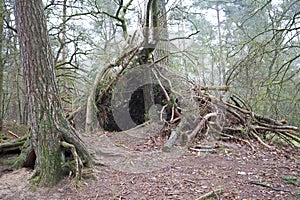 A shelter made of wood in forest