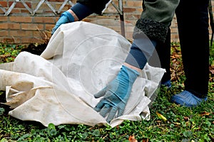 Shelter roses for the winter. Frost protection for garden plants. Autumn garden work. Gloved hands