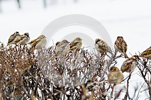 Shelter of small defenceless sparrow birds family