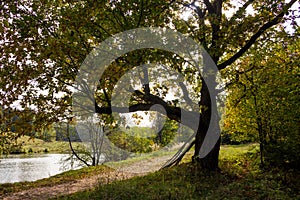 Shelter from the sun in the shade of a spreading oak tree