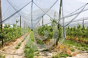 Sheltered orchard