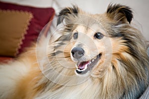 Sheltie