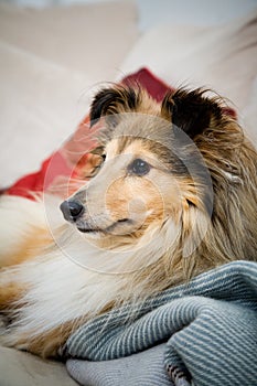 Sheltie