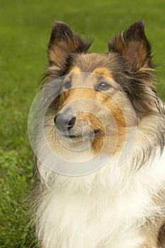 Sheltie